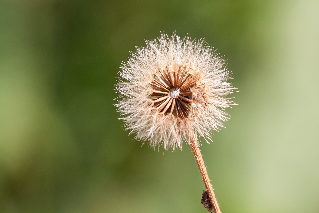 Image - infructescence seeds ball thistle