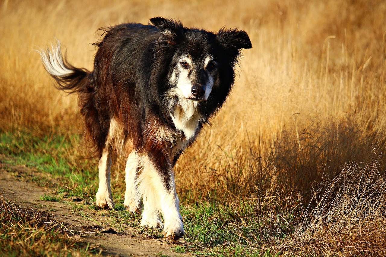 Image - dog purebred dog border collie