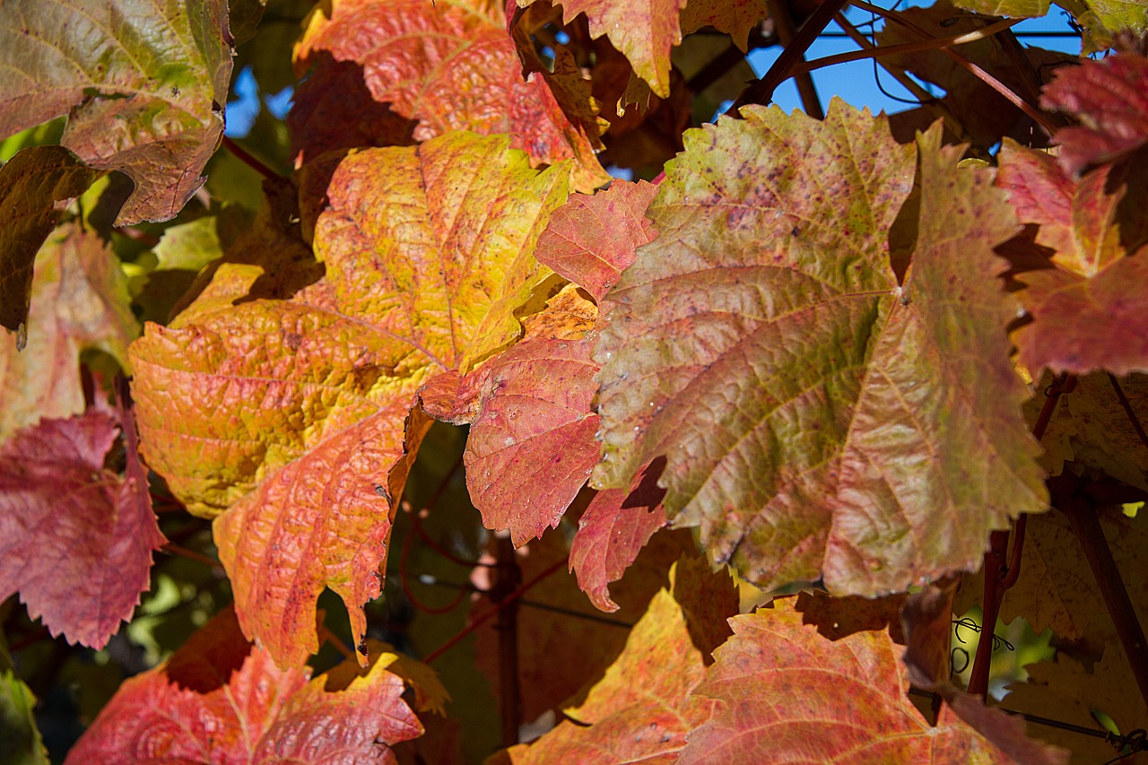 Image - autumn leaves fall leaves