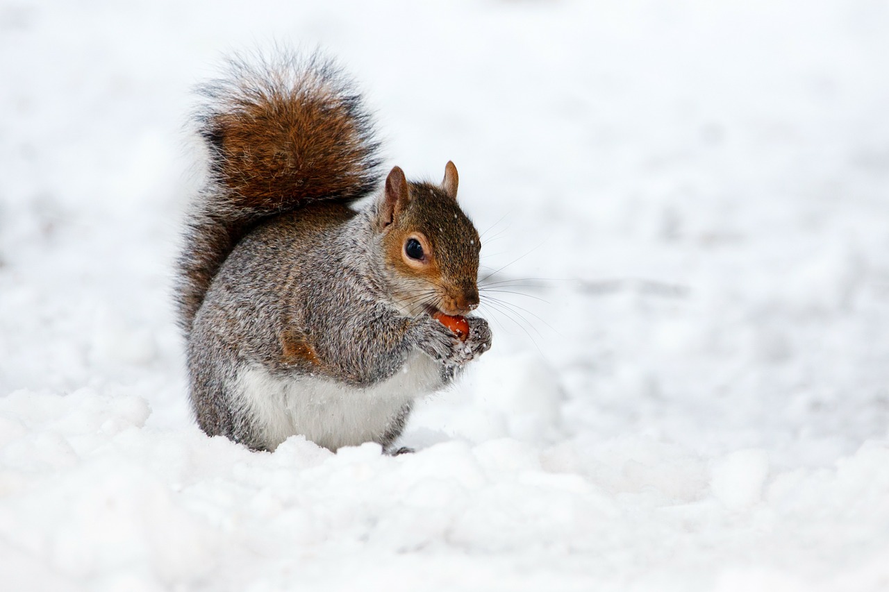 Image - animal brown cold creature cute