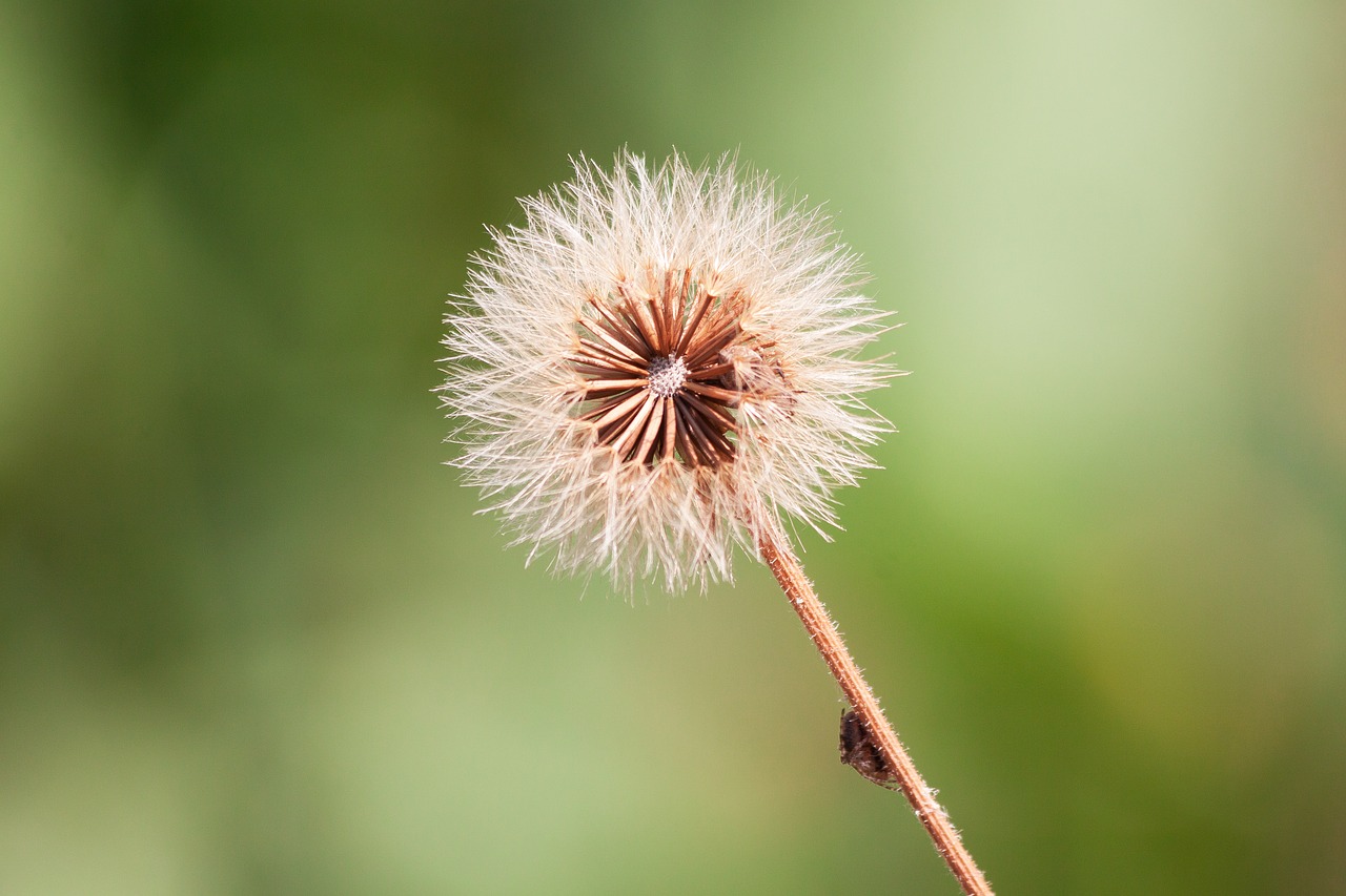 Image - infructescence seeds ball thistle