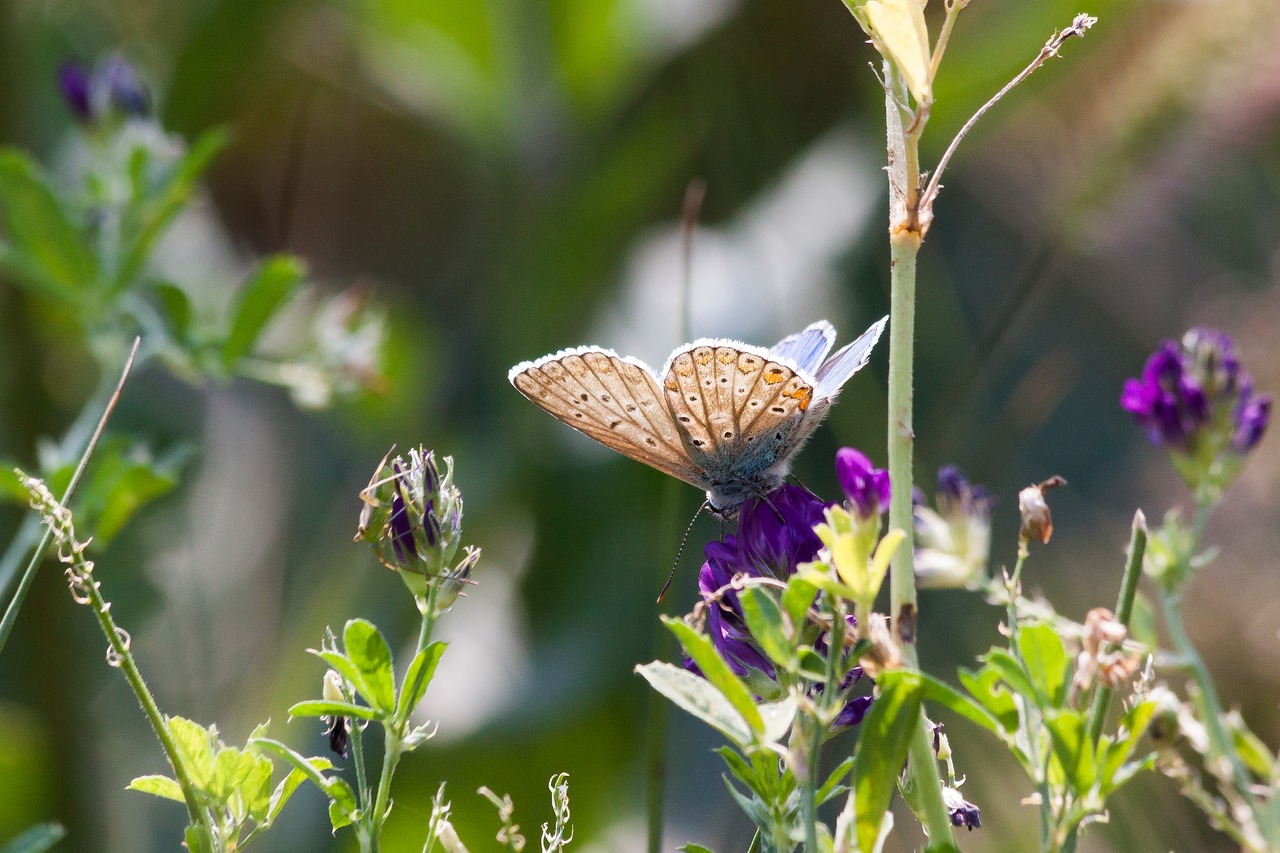 Image - common blue lycaenidae butterfly