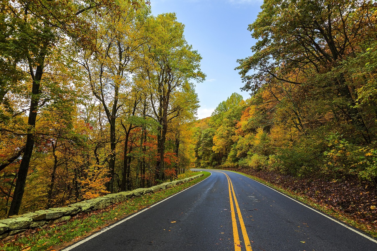 Image - autumn colorful leaves trees