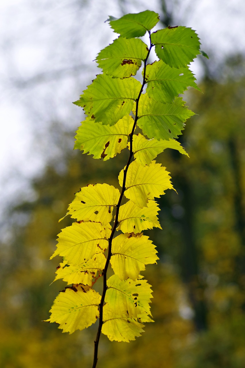 Image - foliage yellow branch sprig tree