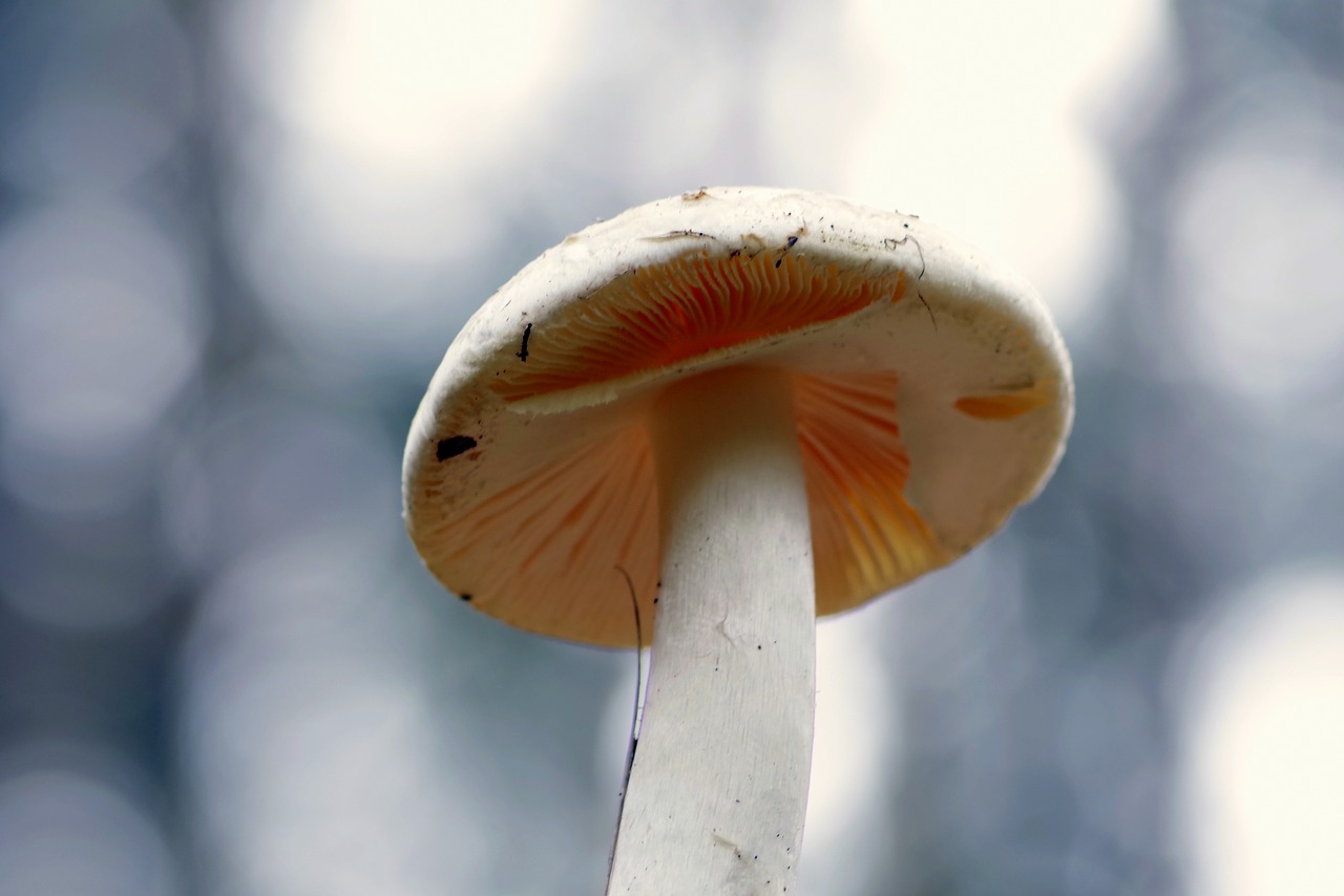 Image - mushrooms mushroom hat plaques