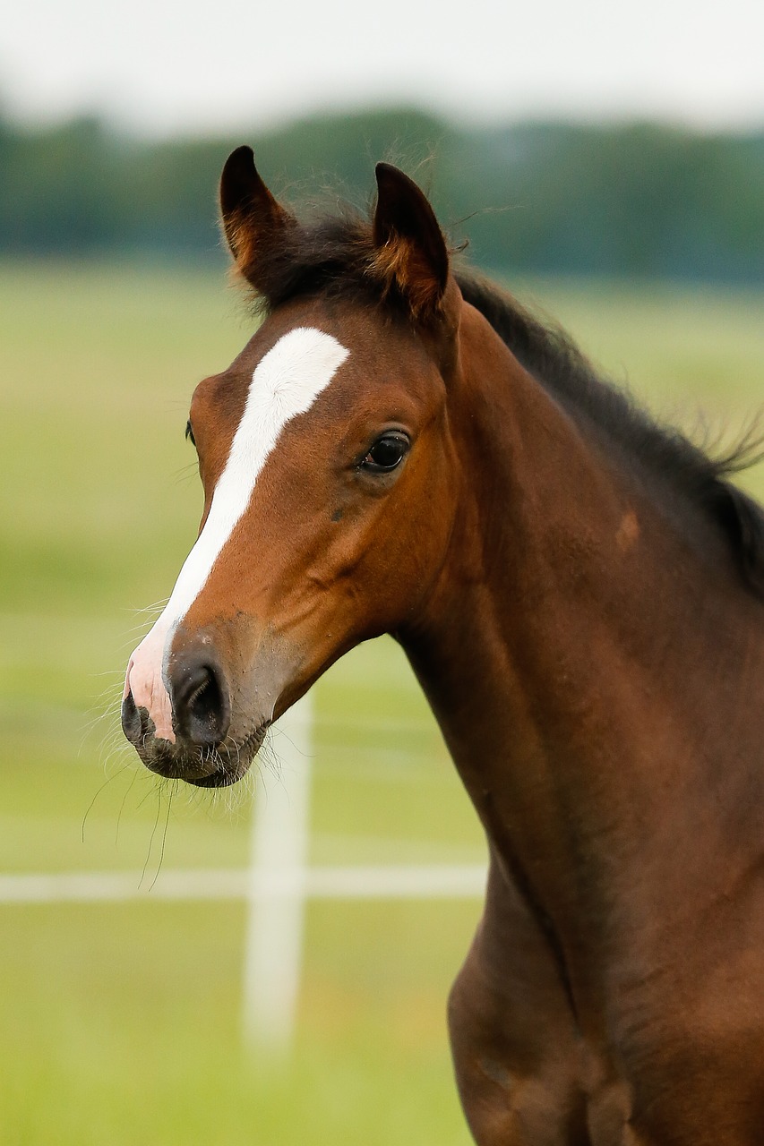 Image - foal horse cute grass pasture