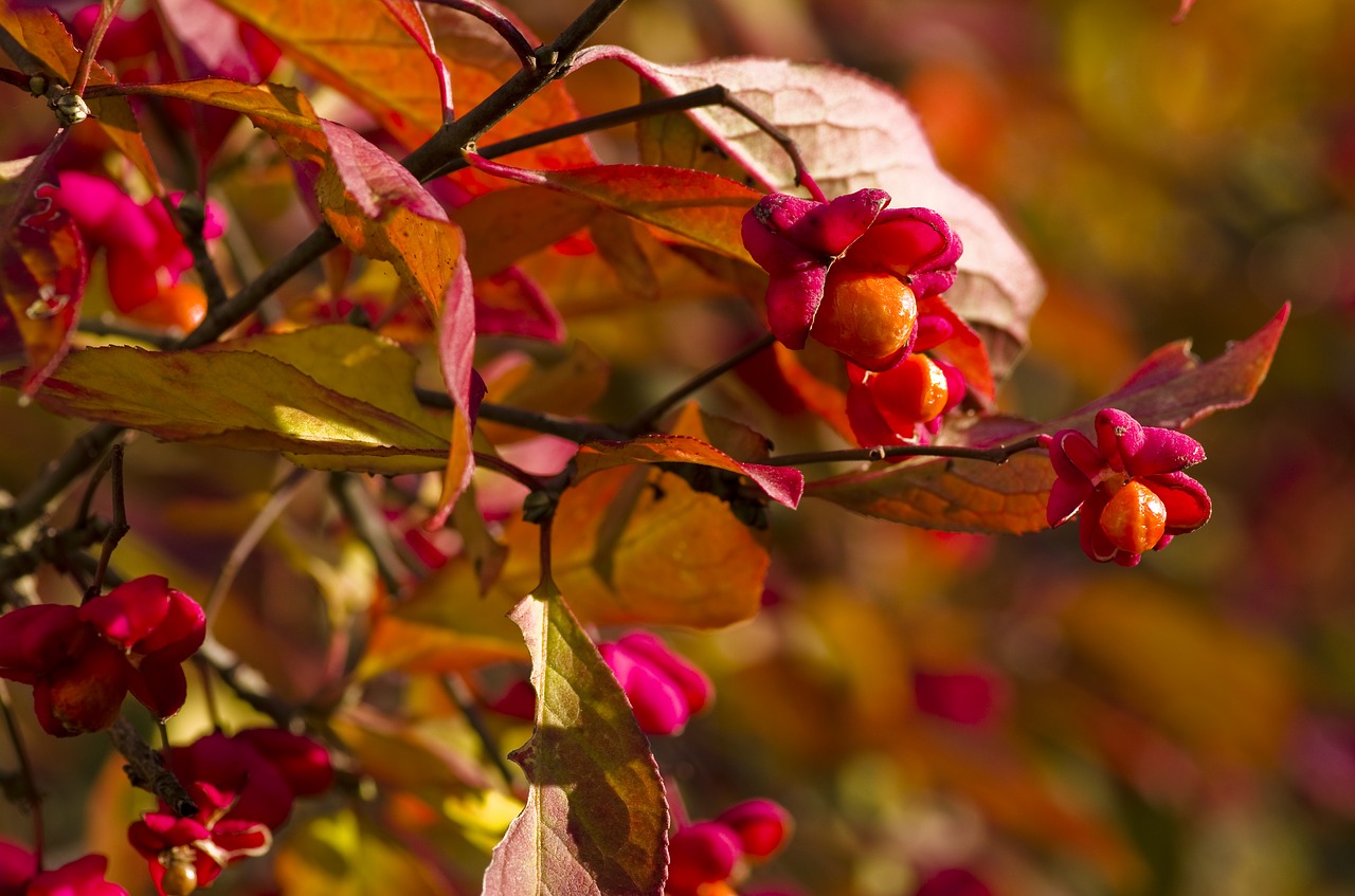 Image - spindle bush bright red orange