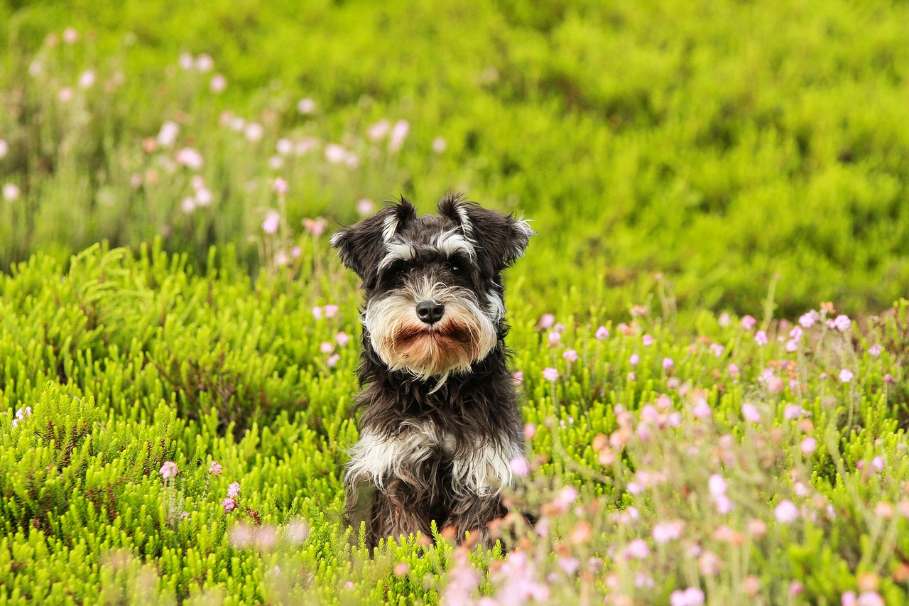 Image - dog heide grass schnauzer puppy