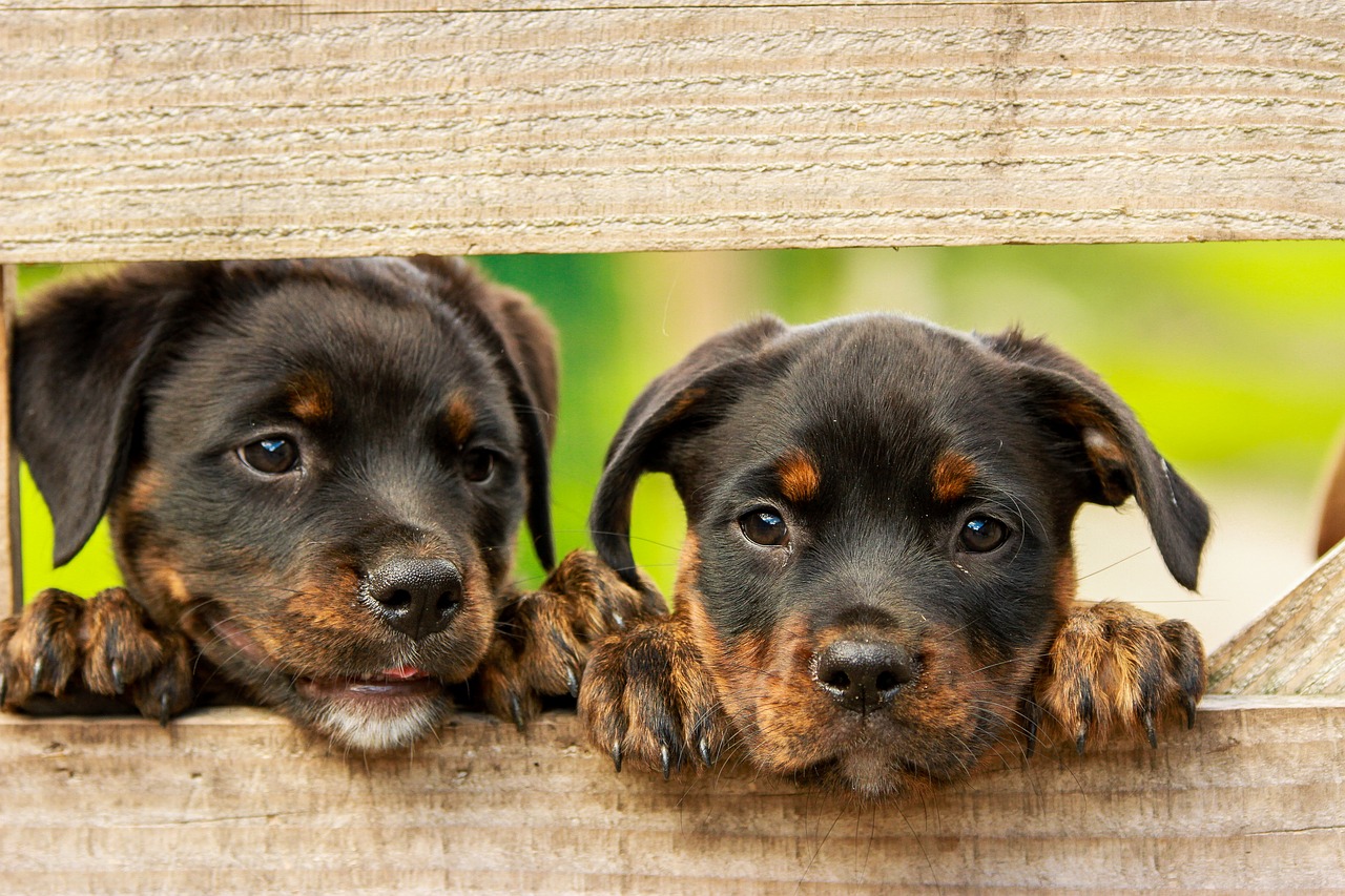 Image - rottweiler puppy dog dogs cute