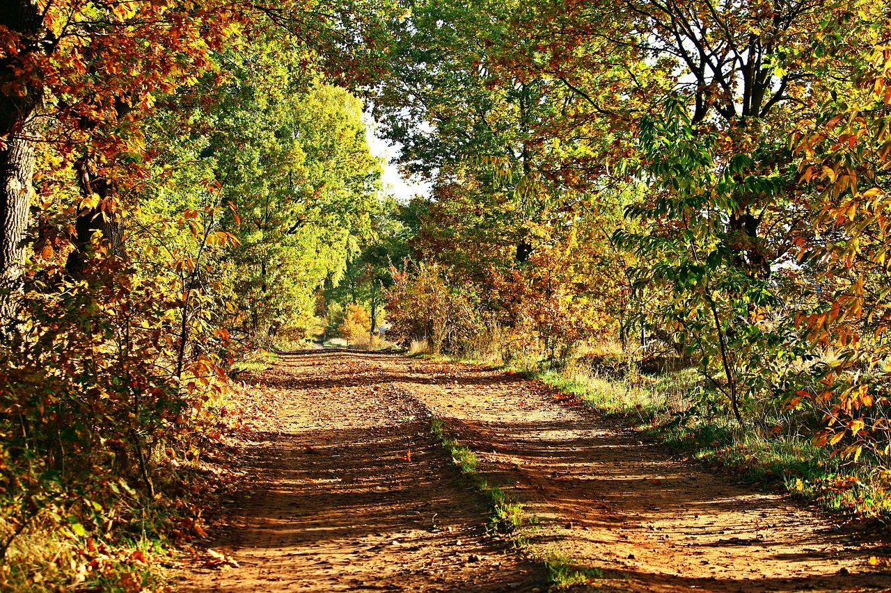 Image - autumn away trees fall foliage