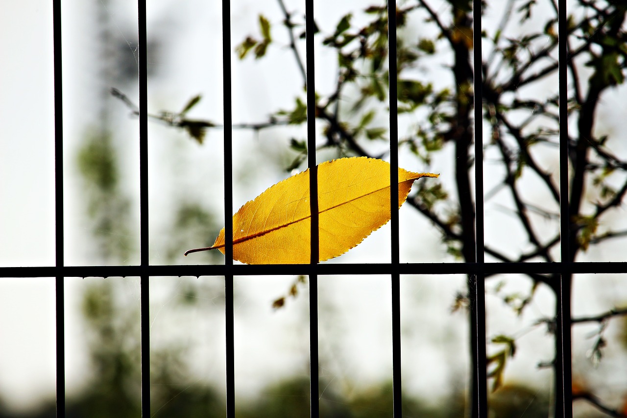 Image - leaf fence grid autumn