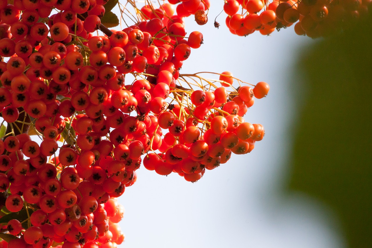 Image - sea buckthorn berry fruit orange