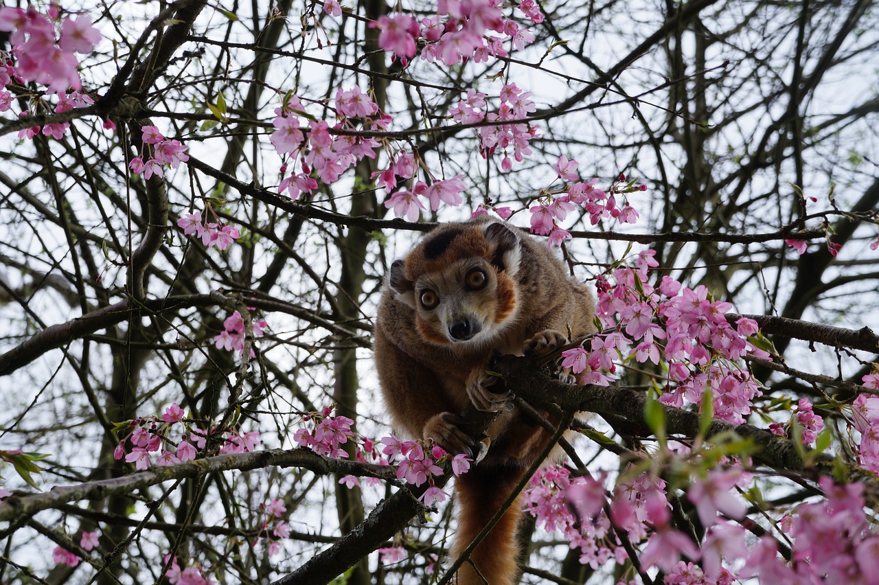 Image - monkey tree zoo animals nature