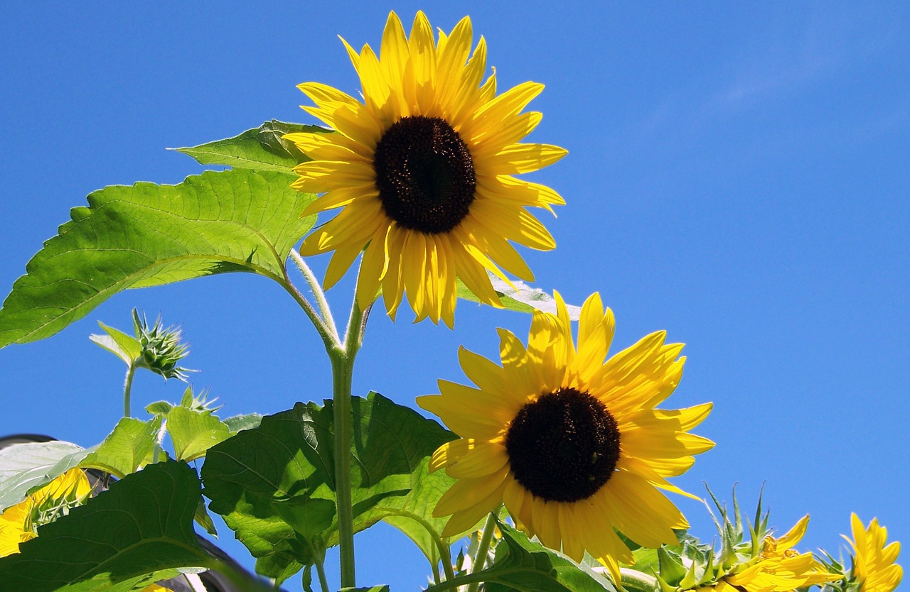 Image - sunflowers sunshine flower sun