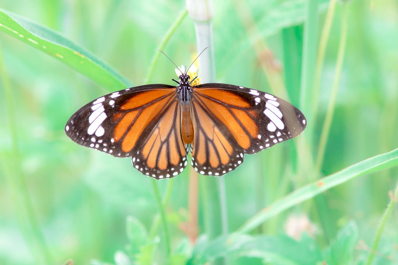 Image - butterfly worms love the tiger