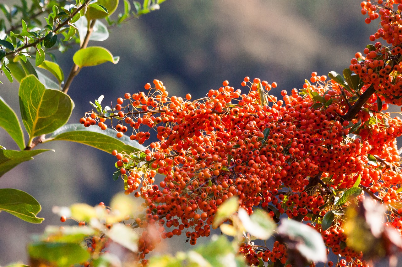 Image - sea buckthorn berry fruit orange