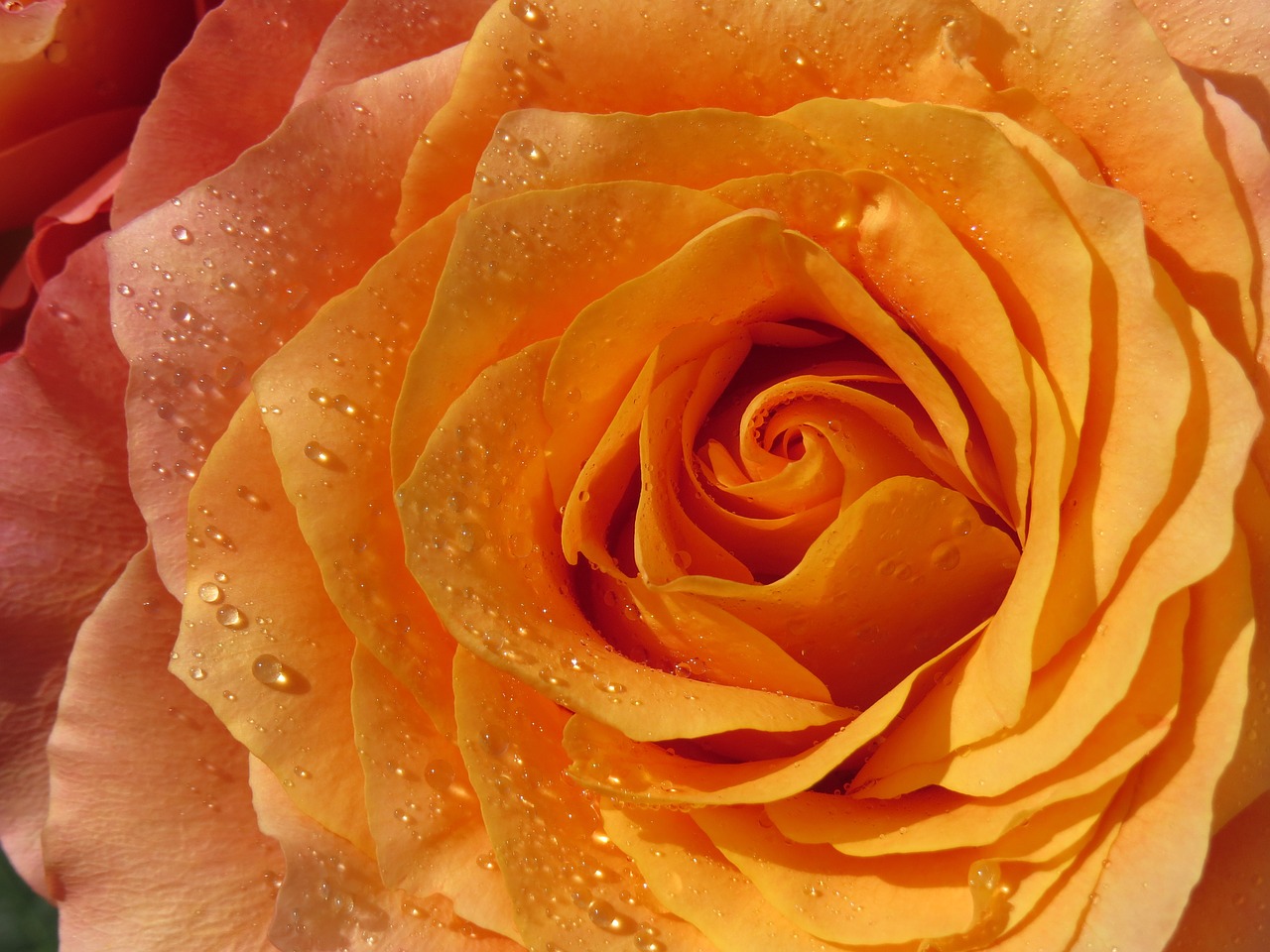 Image - rose orange dewdrop