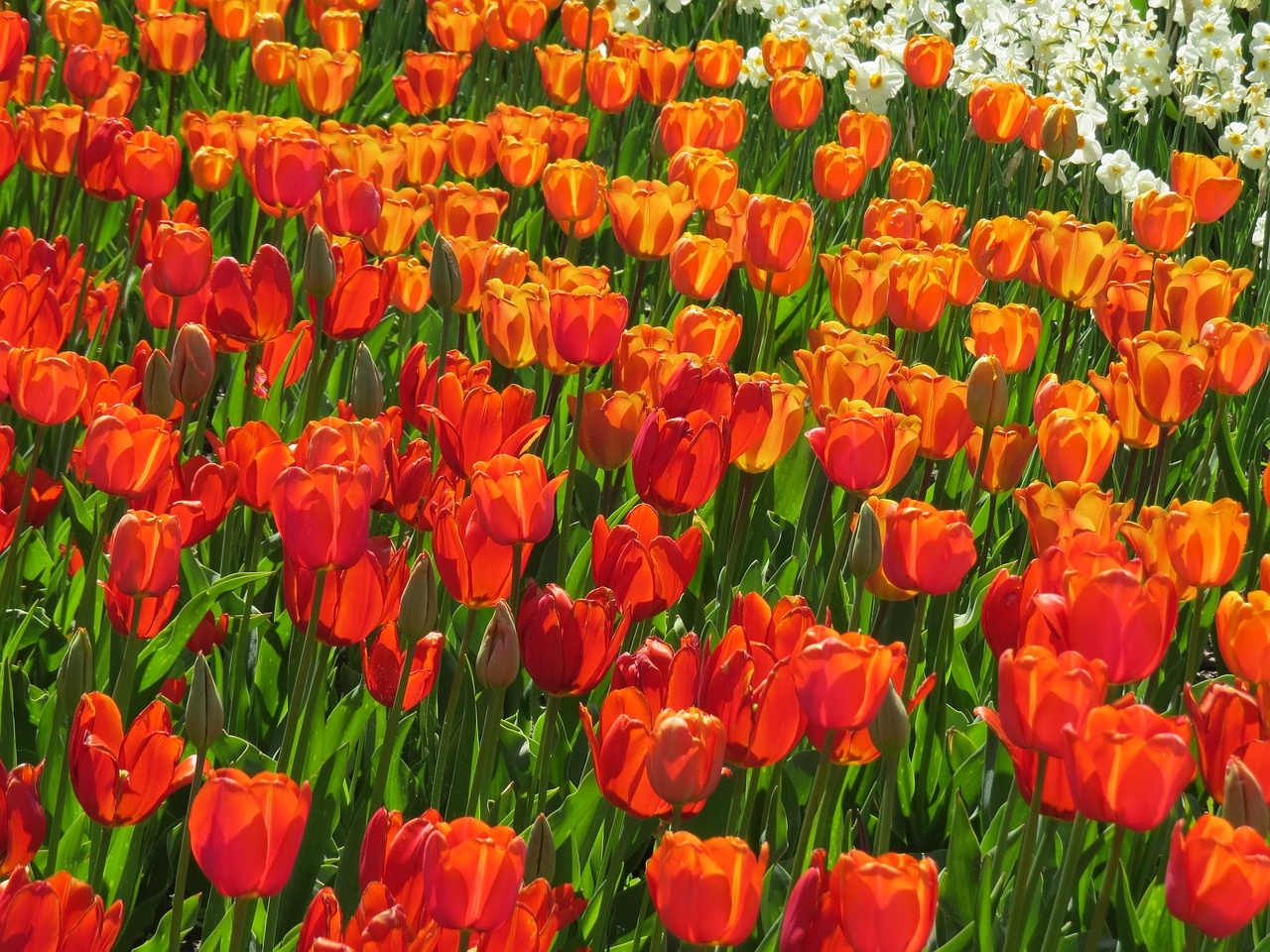 Image - tulip field red orange white