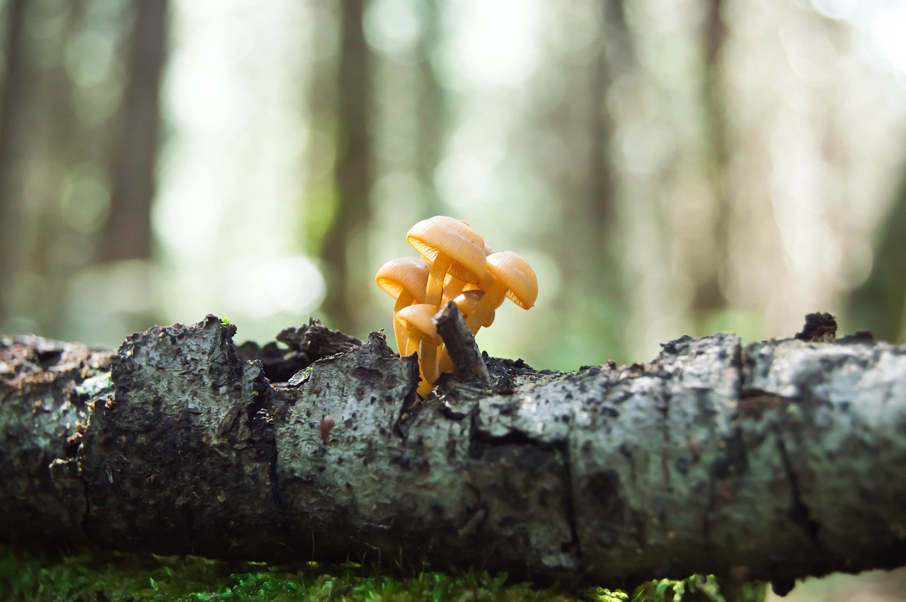 Image - fungi forest macro nature