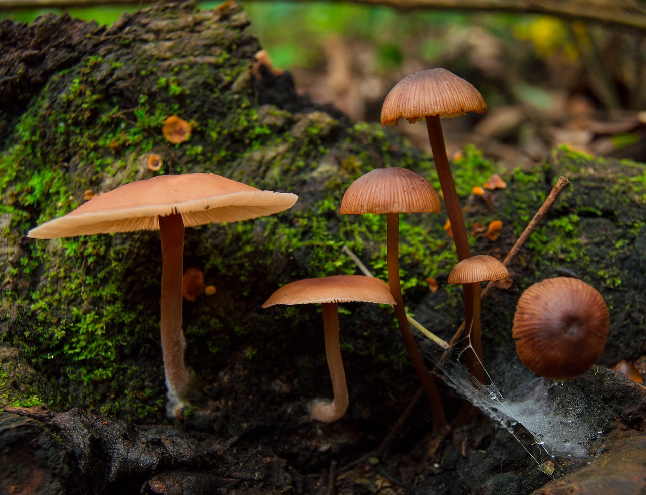 Image - fungi terrero green nature