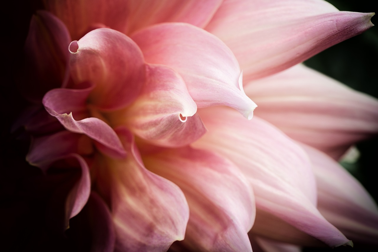 Image - flower macro garden blossom pink