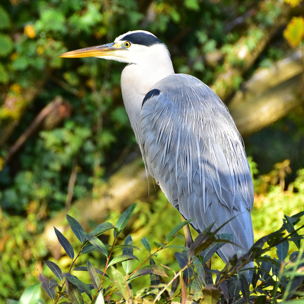 Image - blue heron bird nature