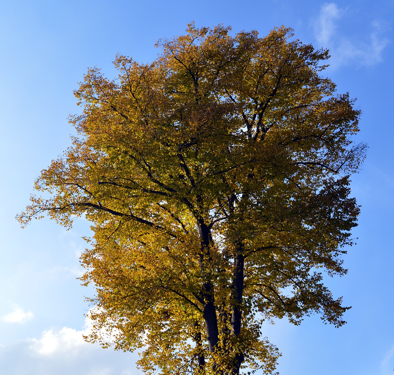 Image - deciduous tree leaves color tribe