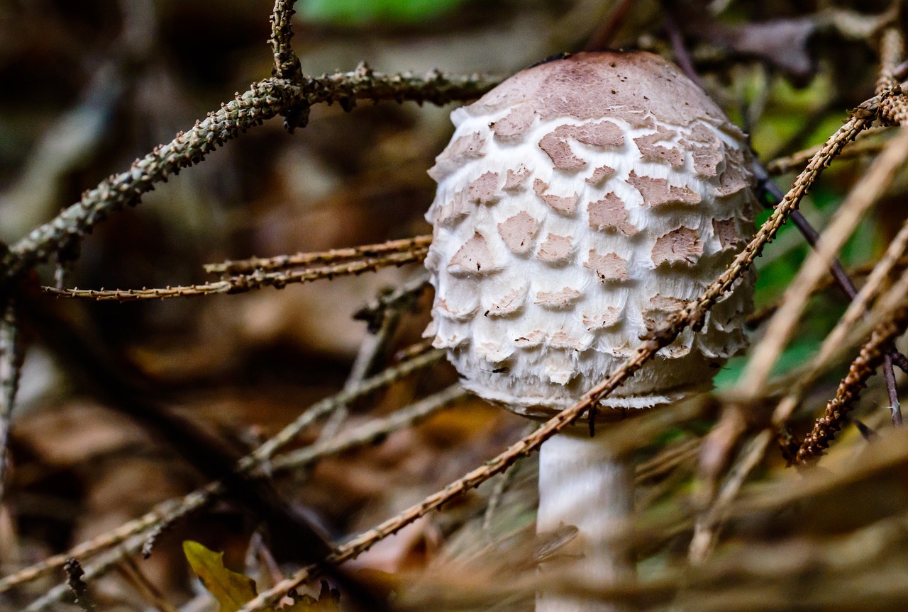 Image - disc fungus mushroom screen fungus