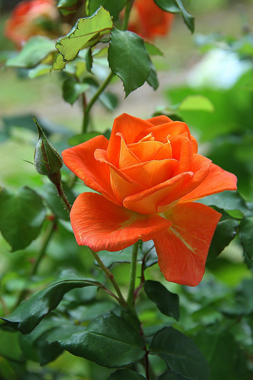 Image - rose orange flower blossom plant