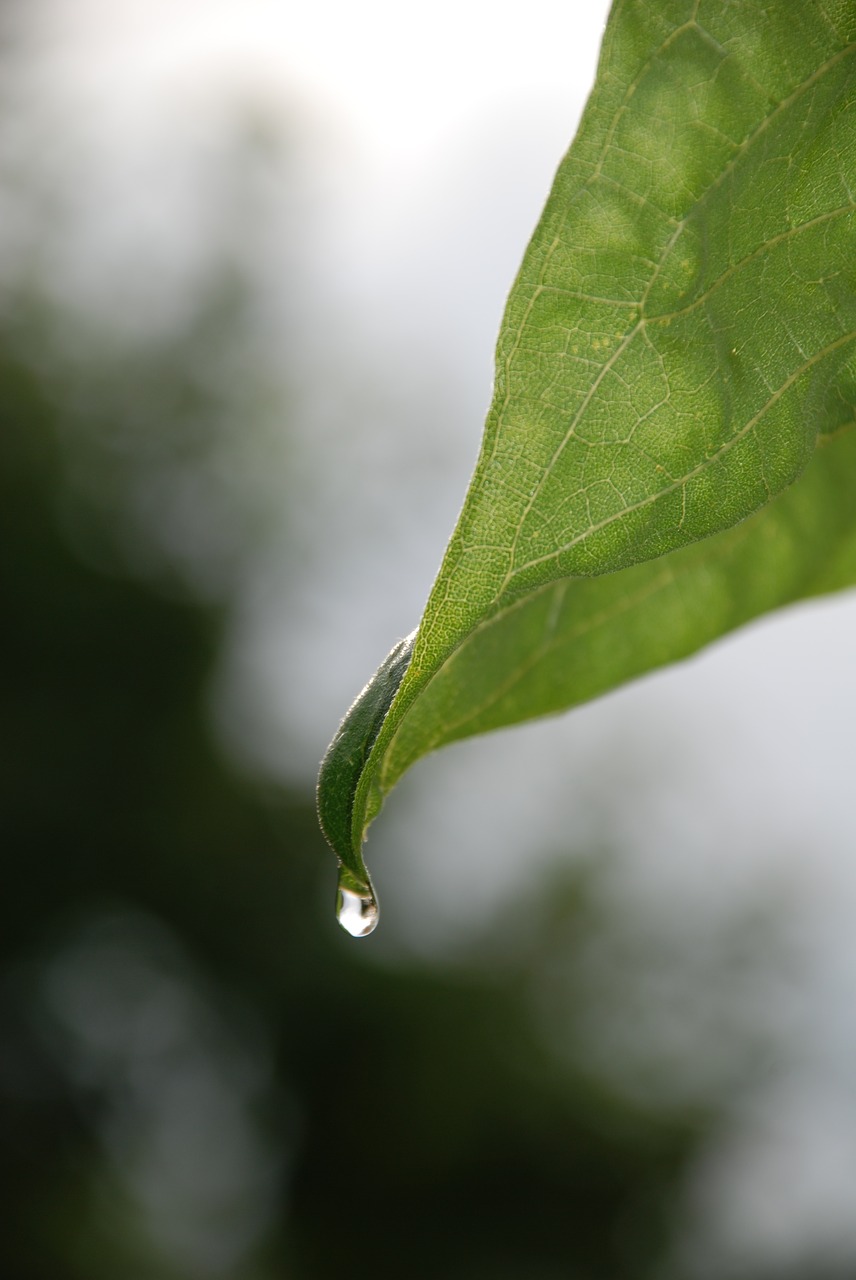 Image - leaf plant water drops silver bush