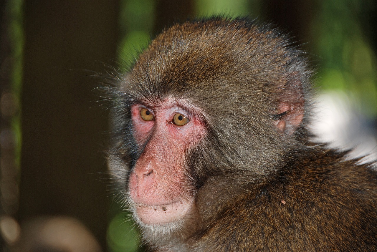 Image - makake monkey wildlife photography