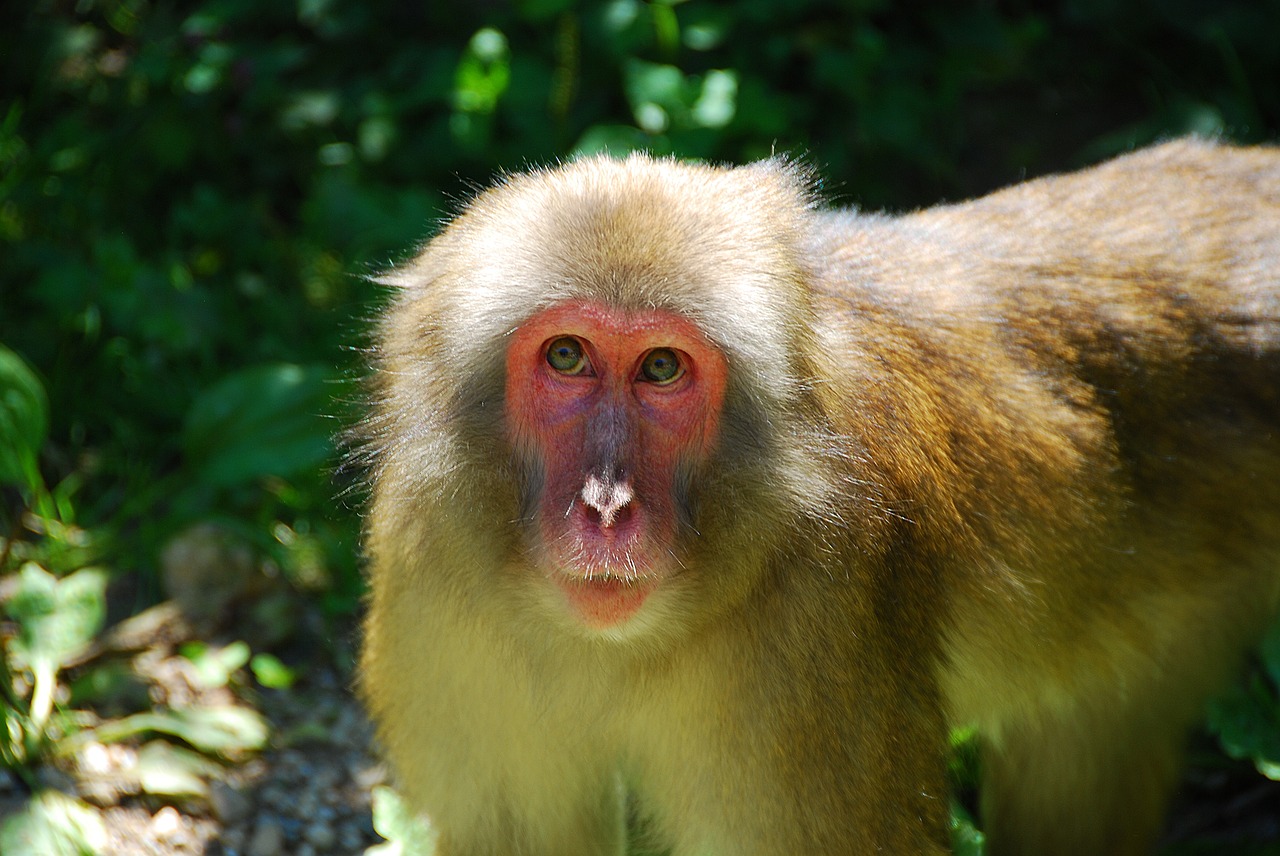 Image - makake monkey wildlife photography