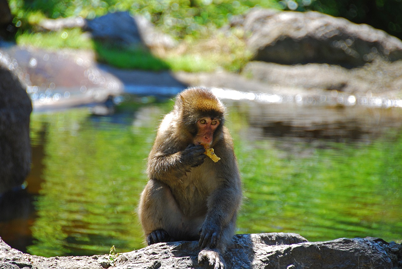 Image - makake monkey wildlife photography