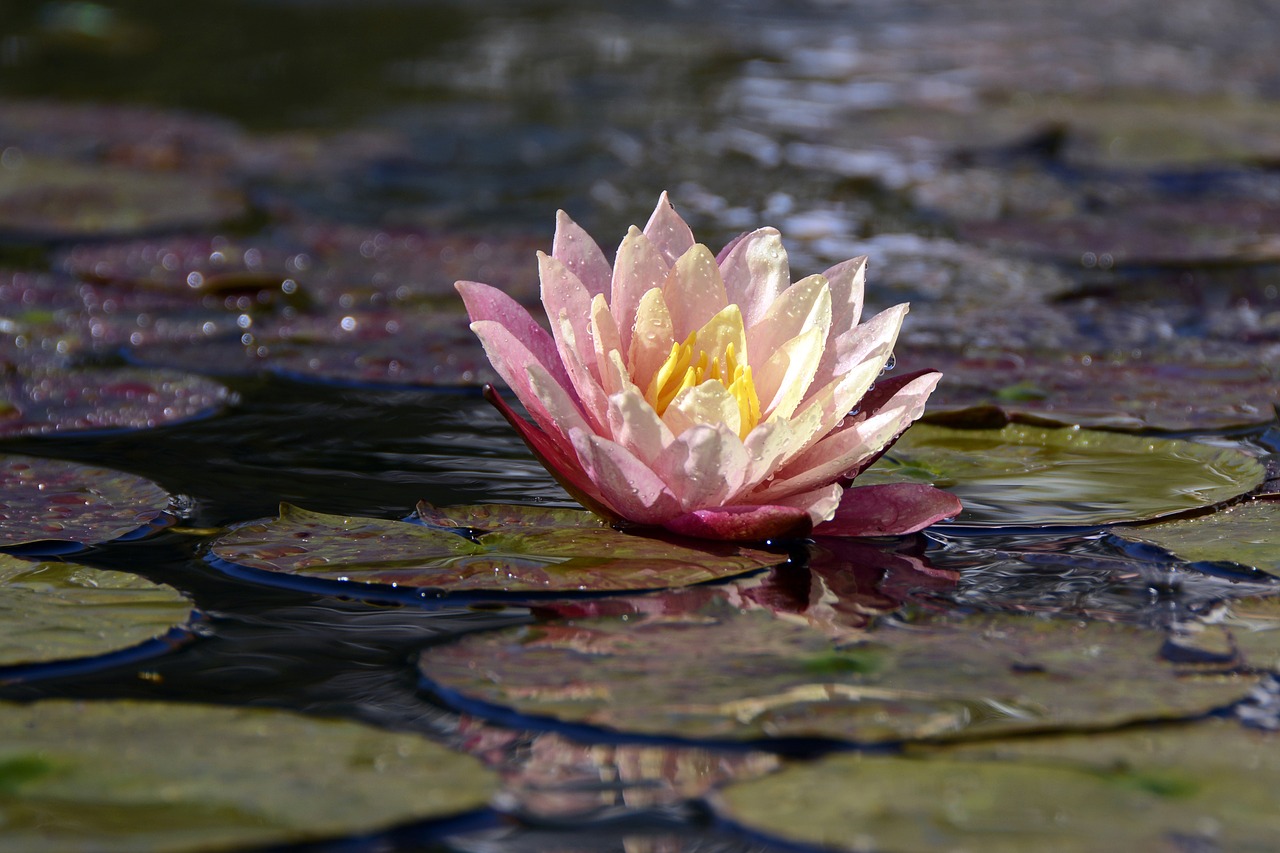 Image - water lily aquatic plant blossom