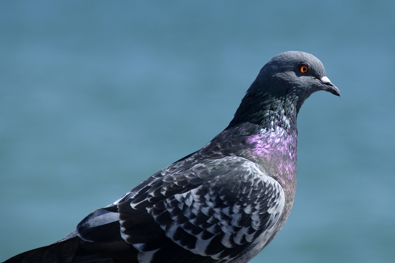 Image - dove street deaf bird animal