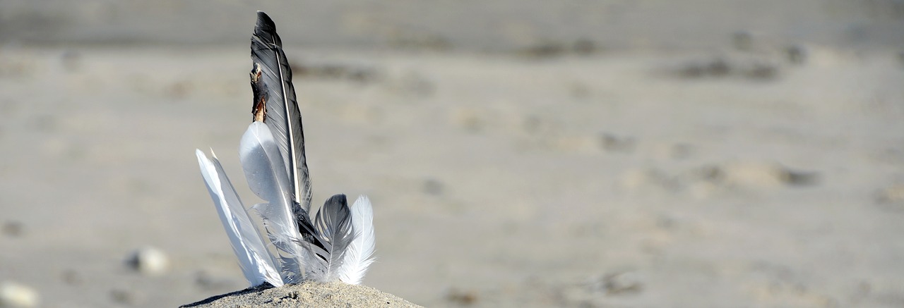 Image - feather gulls feathers sand