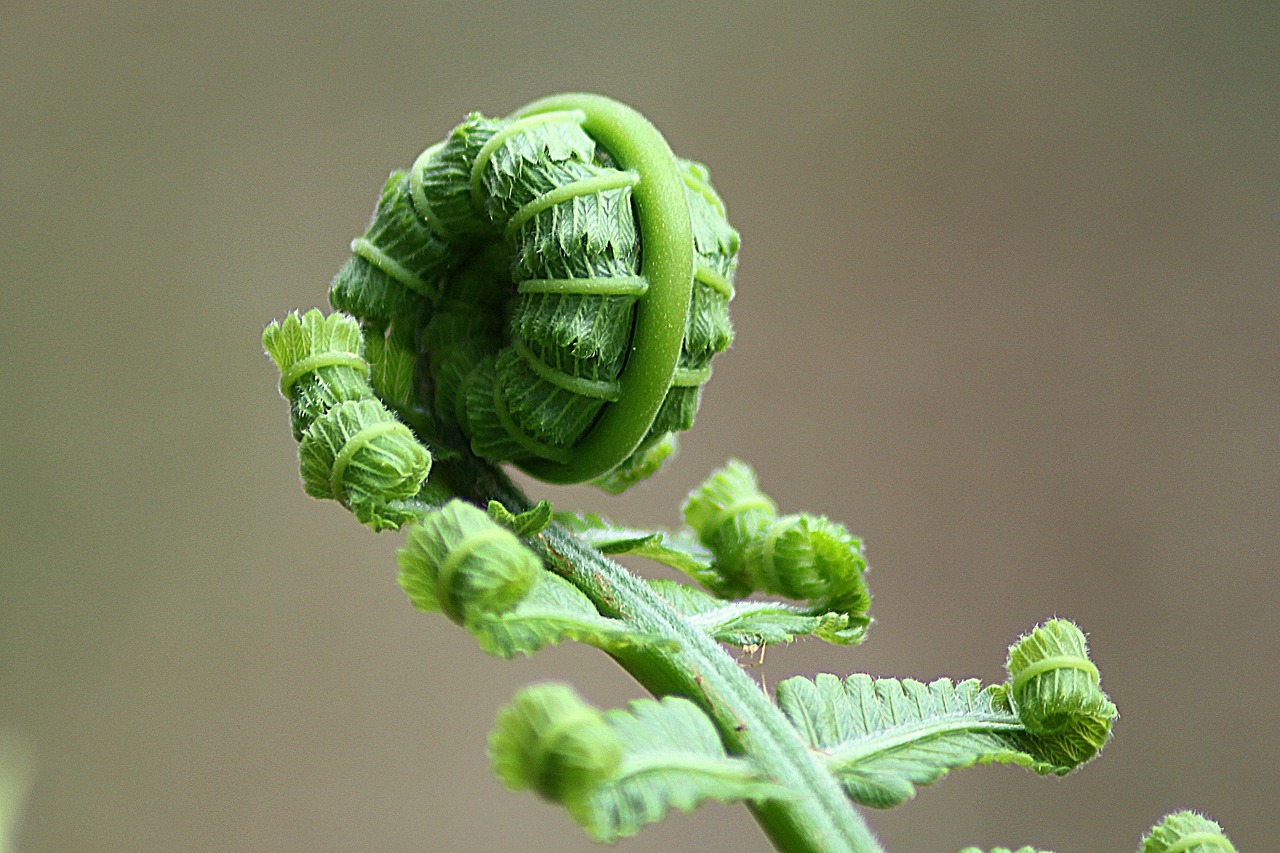 Image - fern leaf roll nature plant