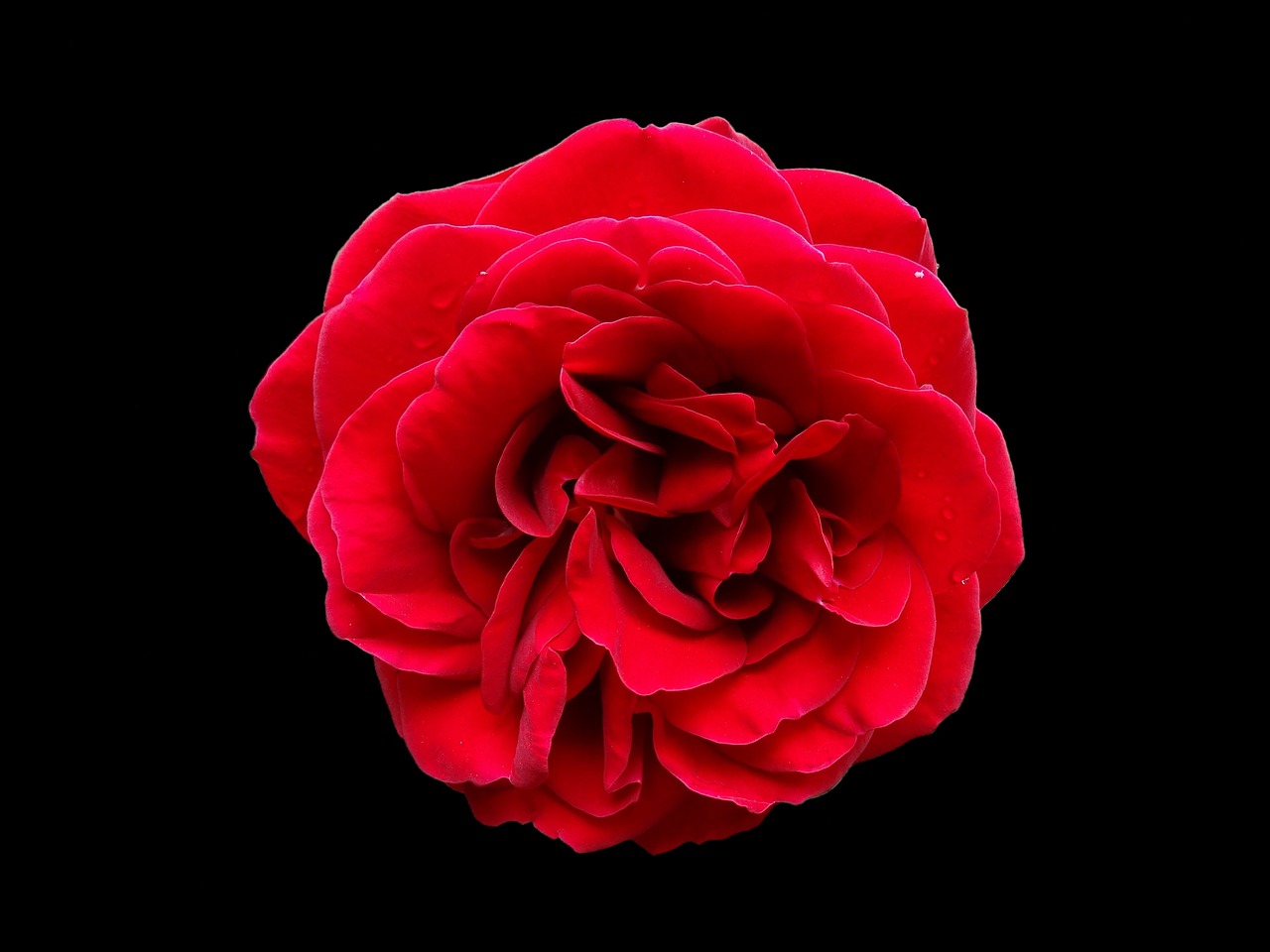 Image - rose red flower black background