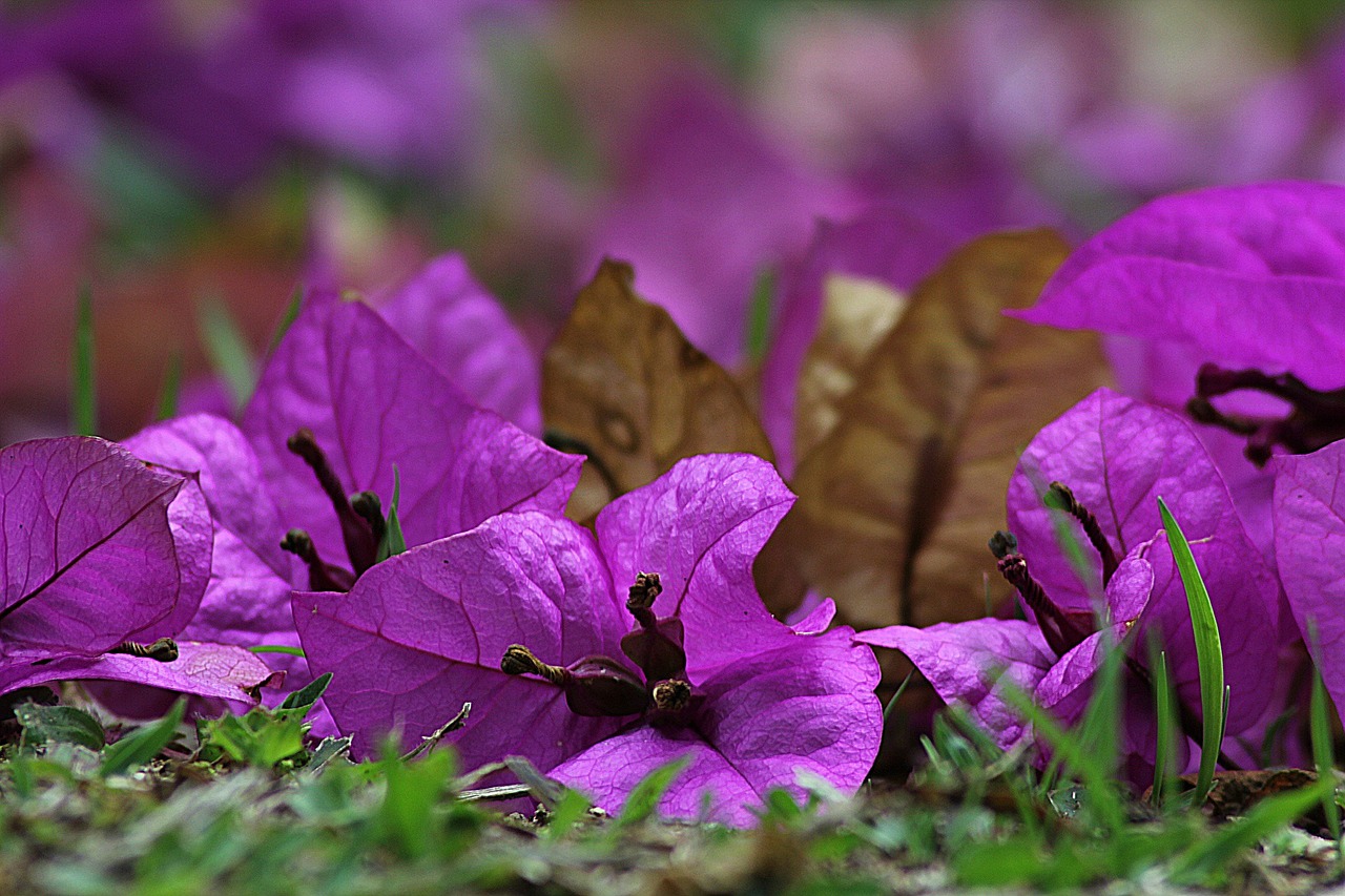 Image - bougainvillea flower blossom plant