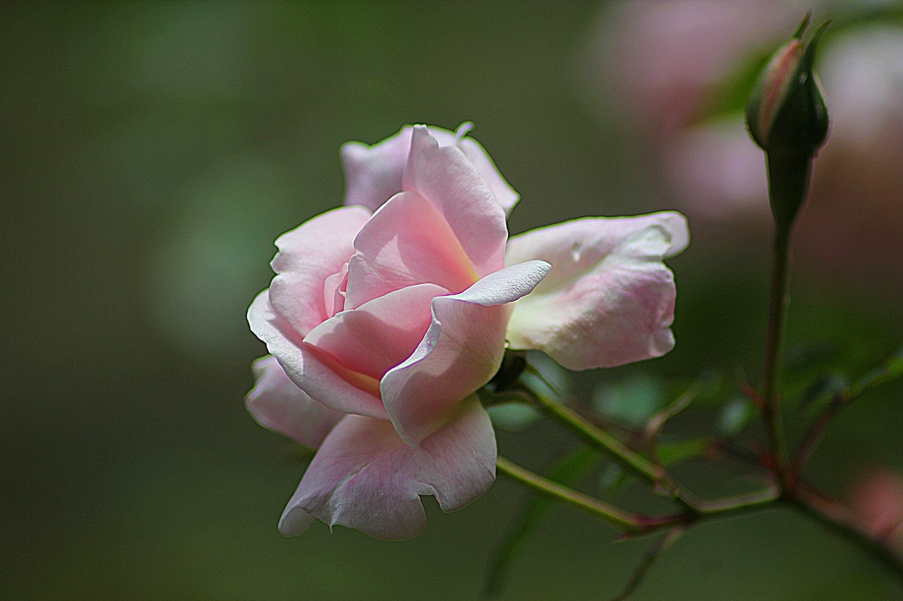 Image - rose floral plant natural blossom