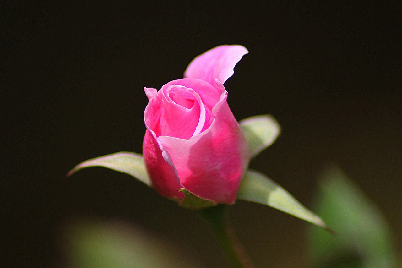 Image - rose flower floral plant natural