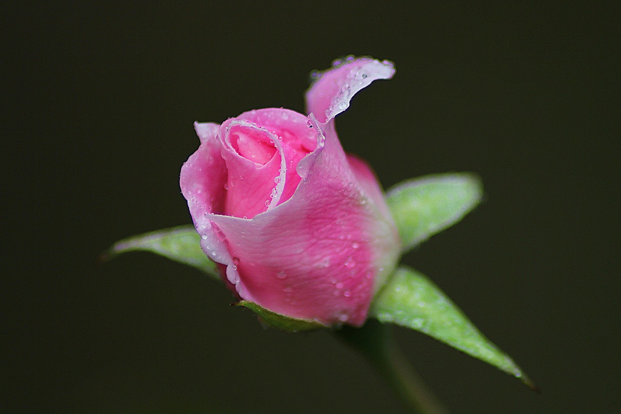 Image - rose flower floral plant natural