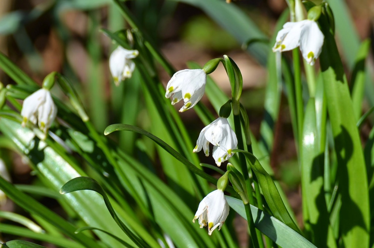 Image - spring flowers snow drop green