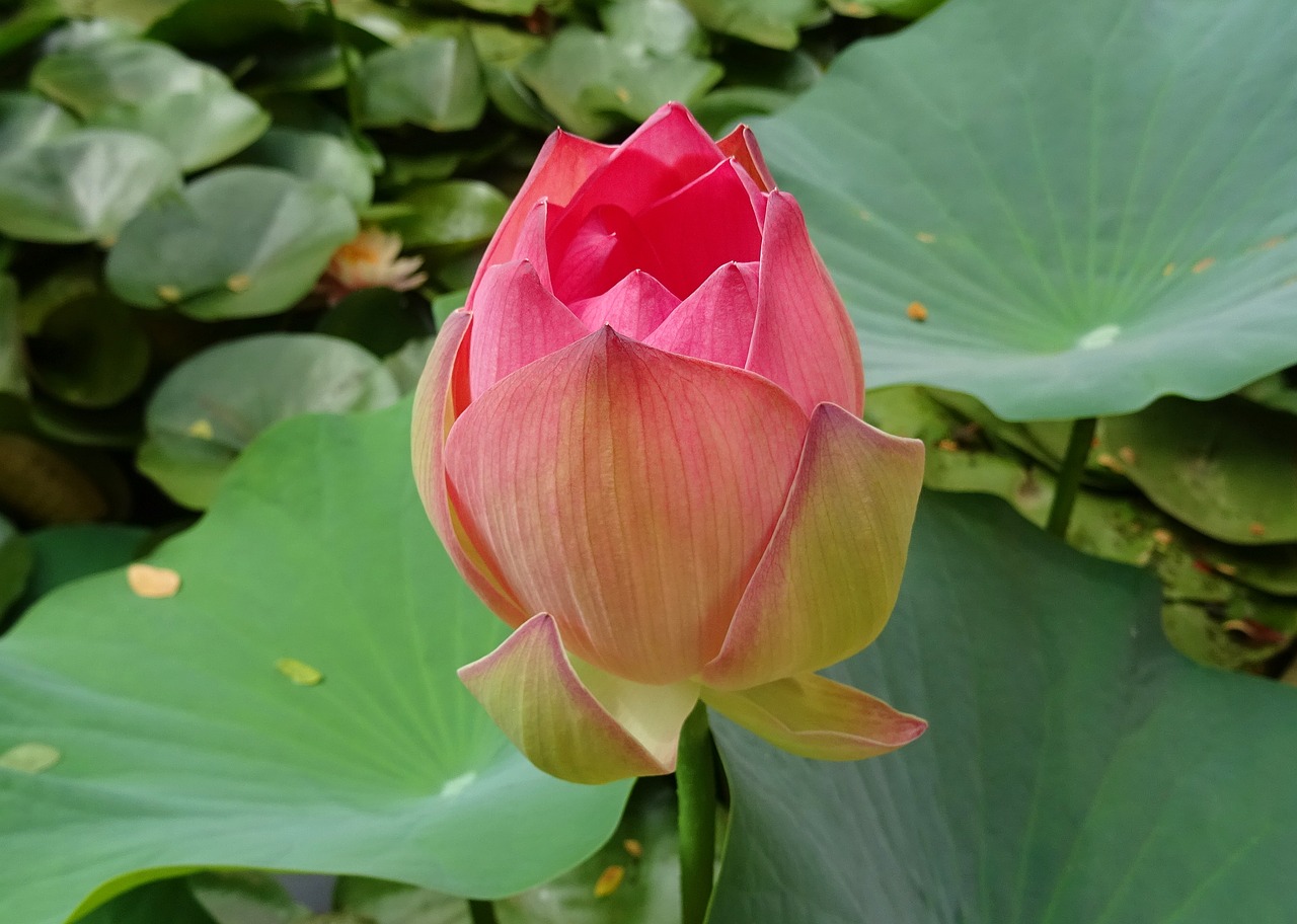 Image - lotus flower pink nelumbo nucifera