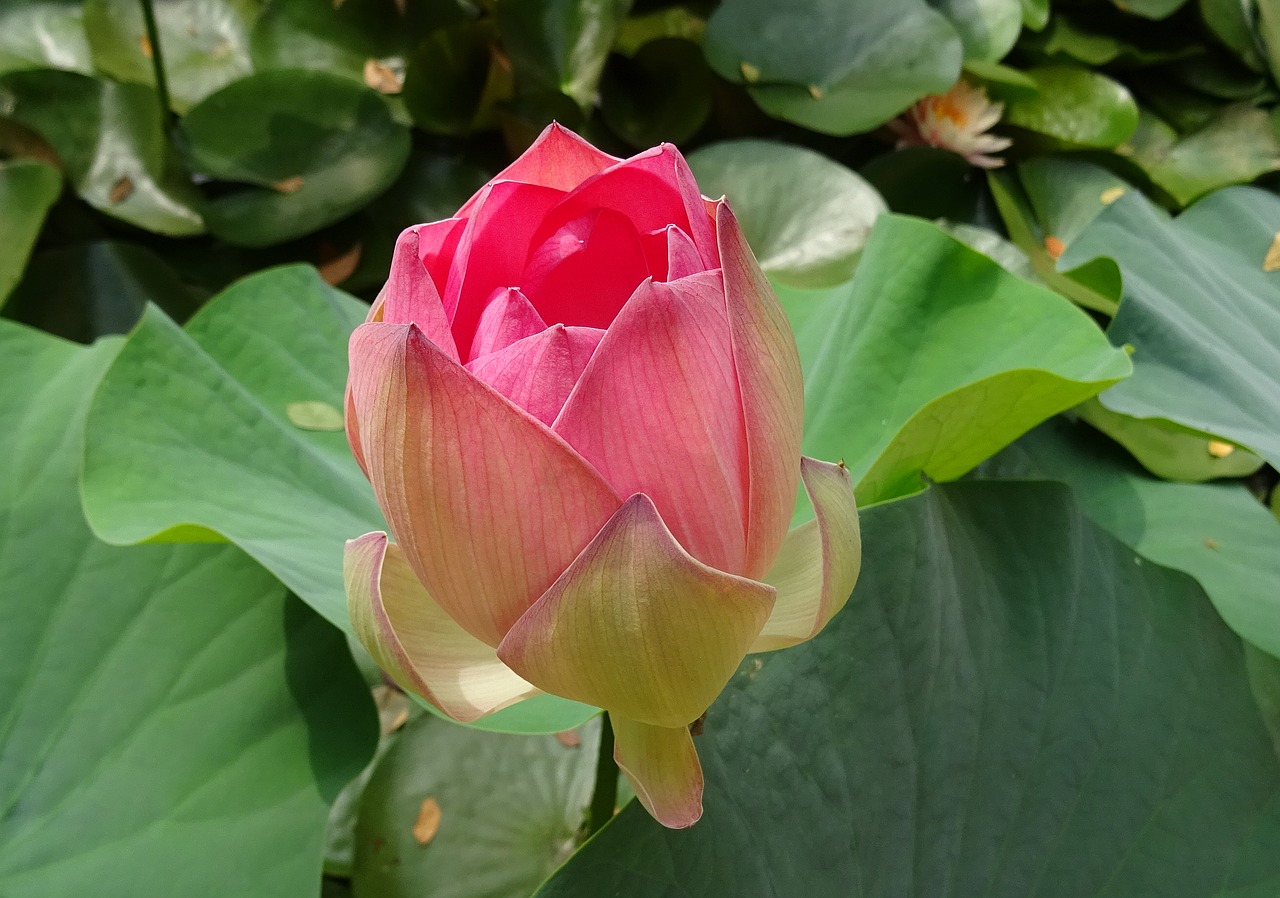 Image - lotus flower pink nelumbo nucifera