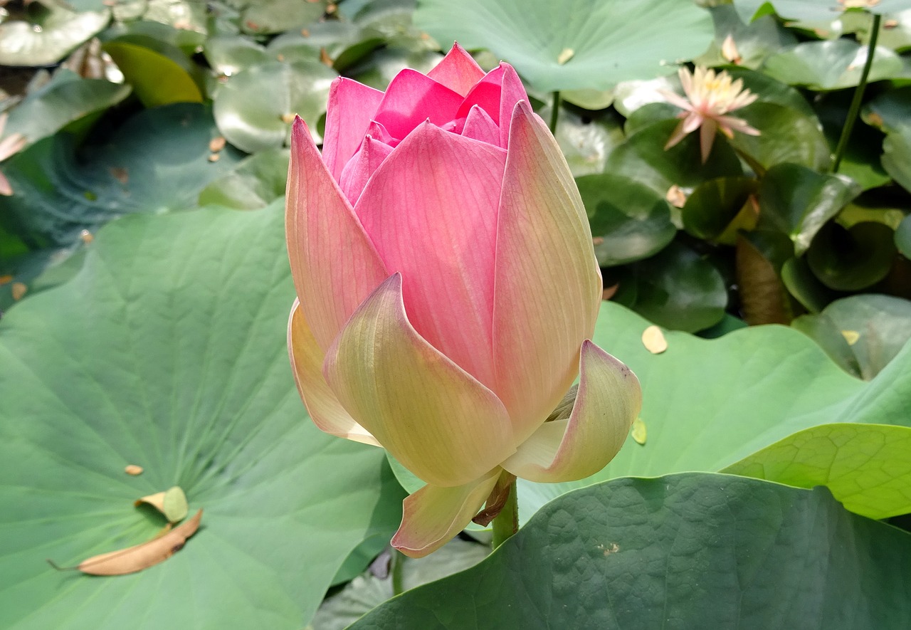 Image - lotus flower pink nelumbo nucifera