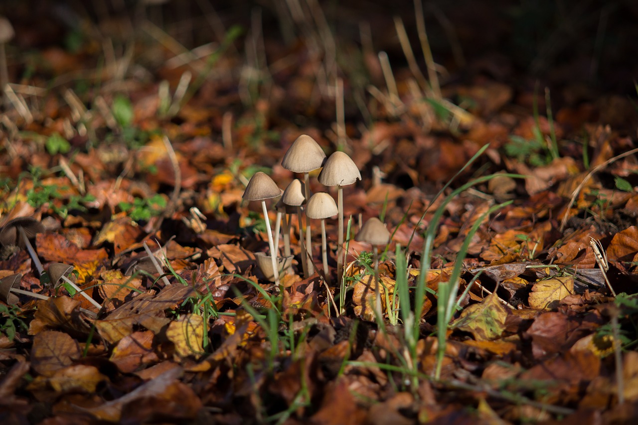 Image - mushroom autumn autumn mood light