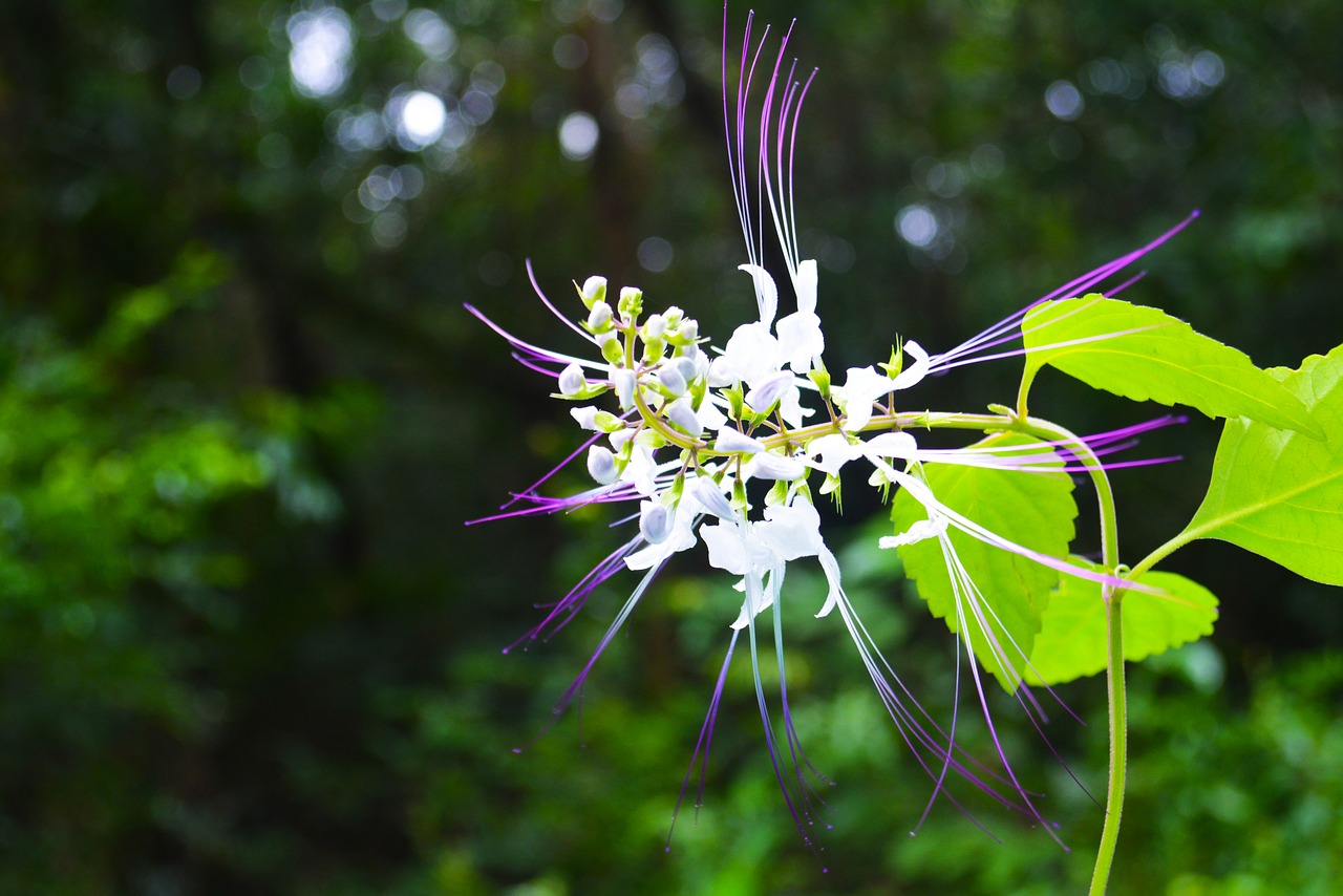 Image - khmer cambodia lonely flower