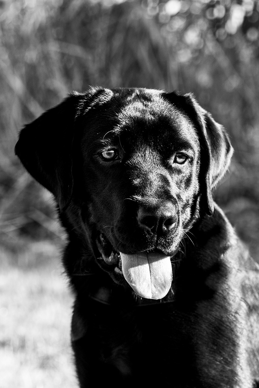 Image - dog happy black labrador