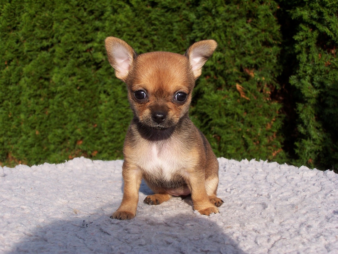 Image - animals dogs puppies chihuahua